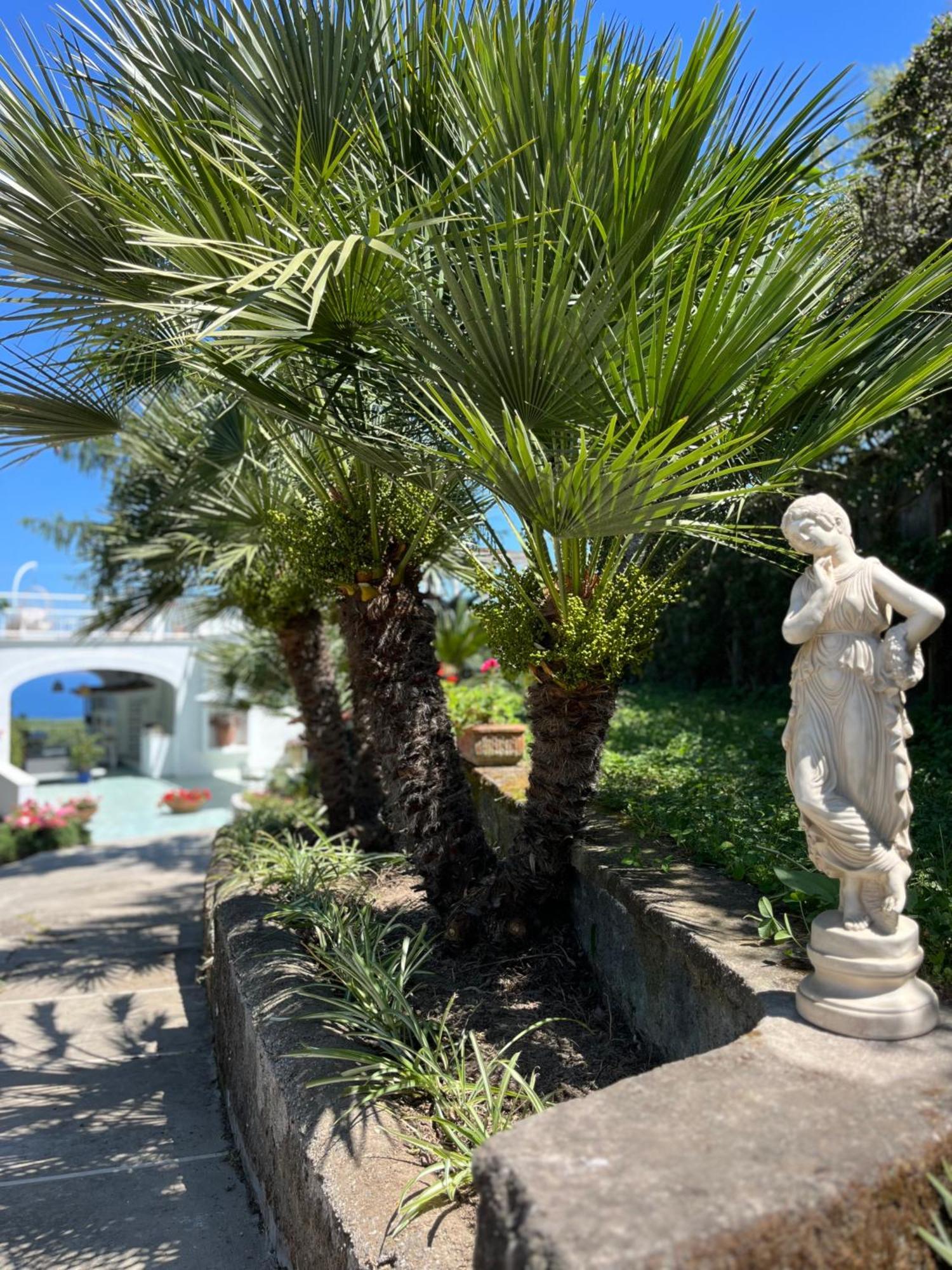 Sorrento Olive Tree Garden Hotel Exterior photo