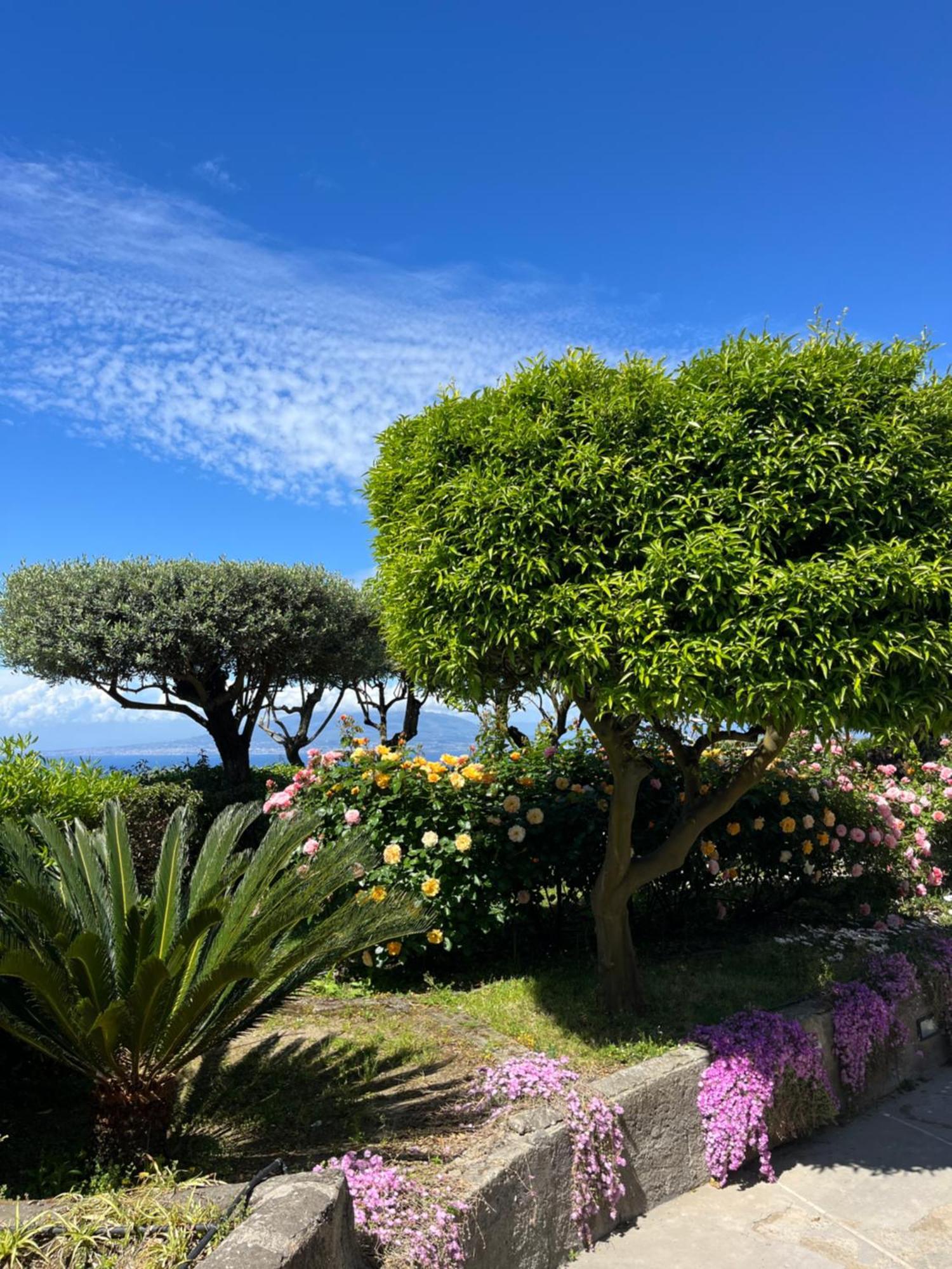 Sorrento Olive Tree Garden Hotel Exterior photo
